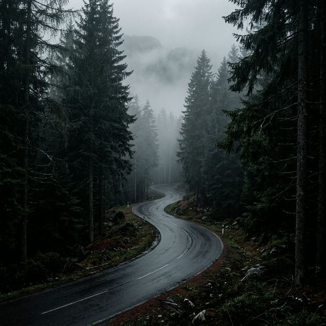 Brume en forêt